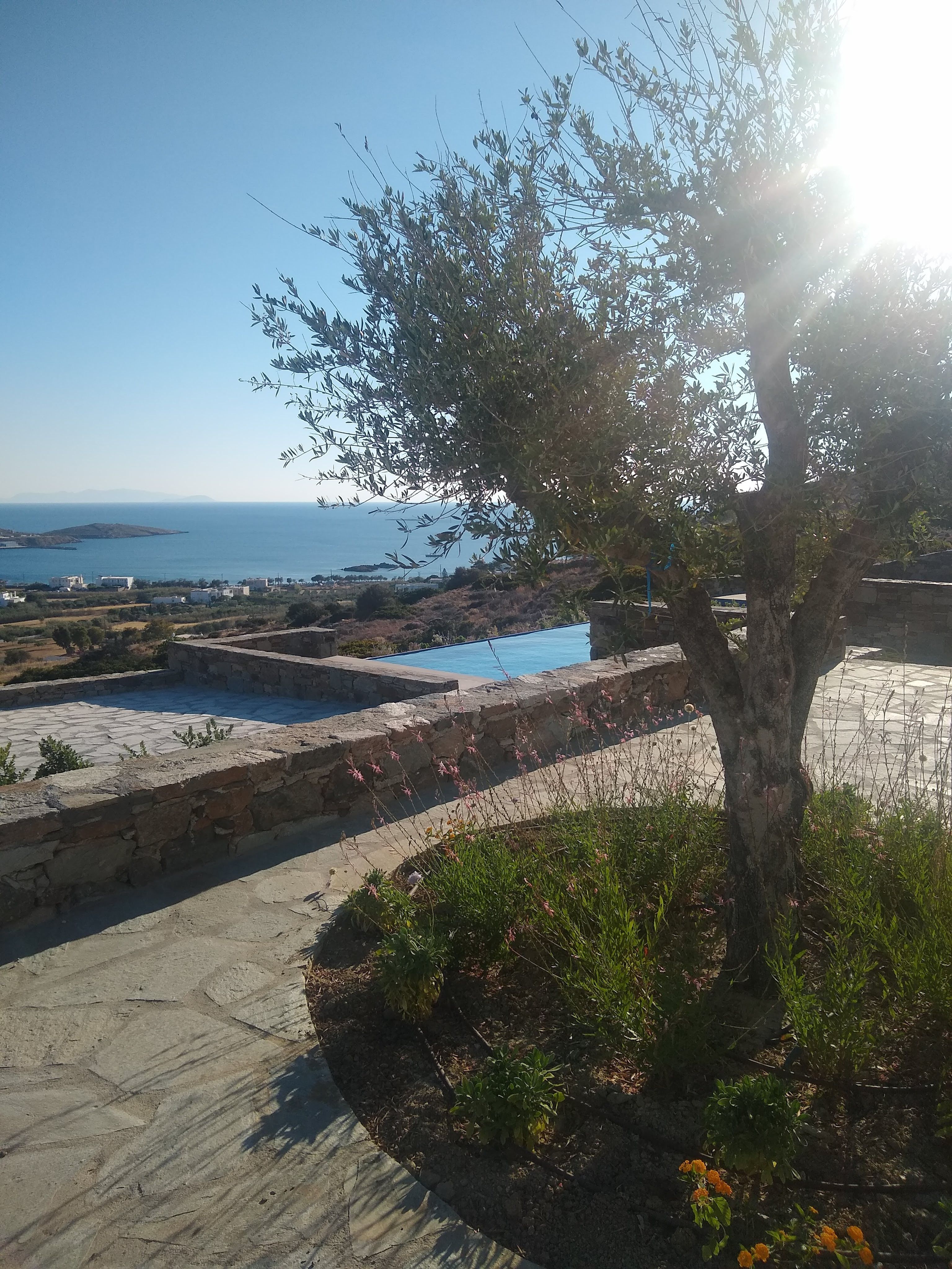 Olive tree