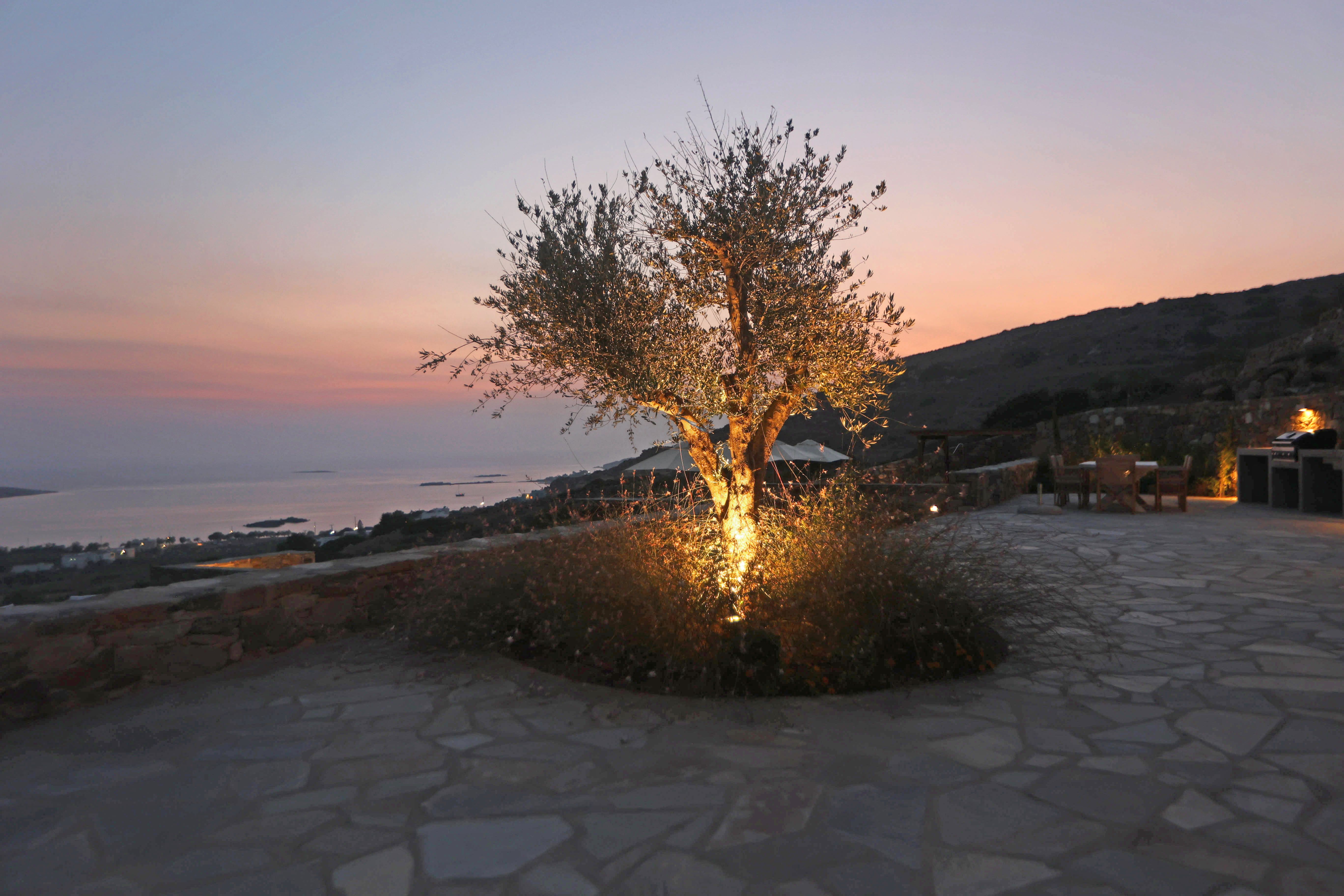 Olive Tree Night