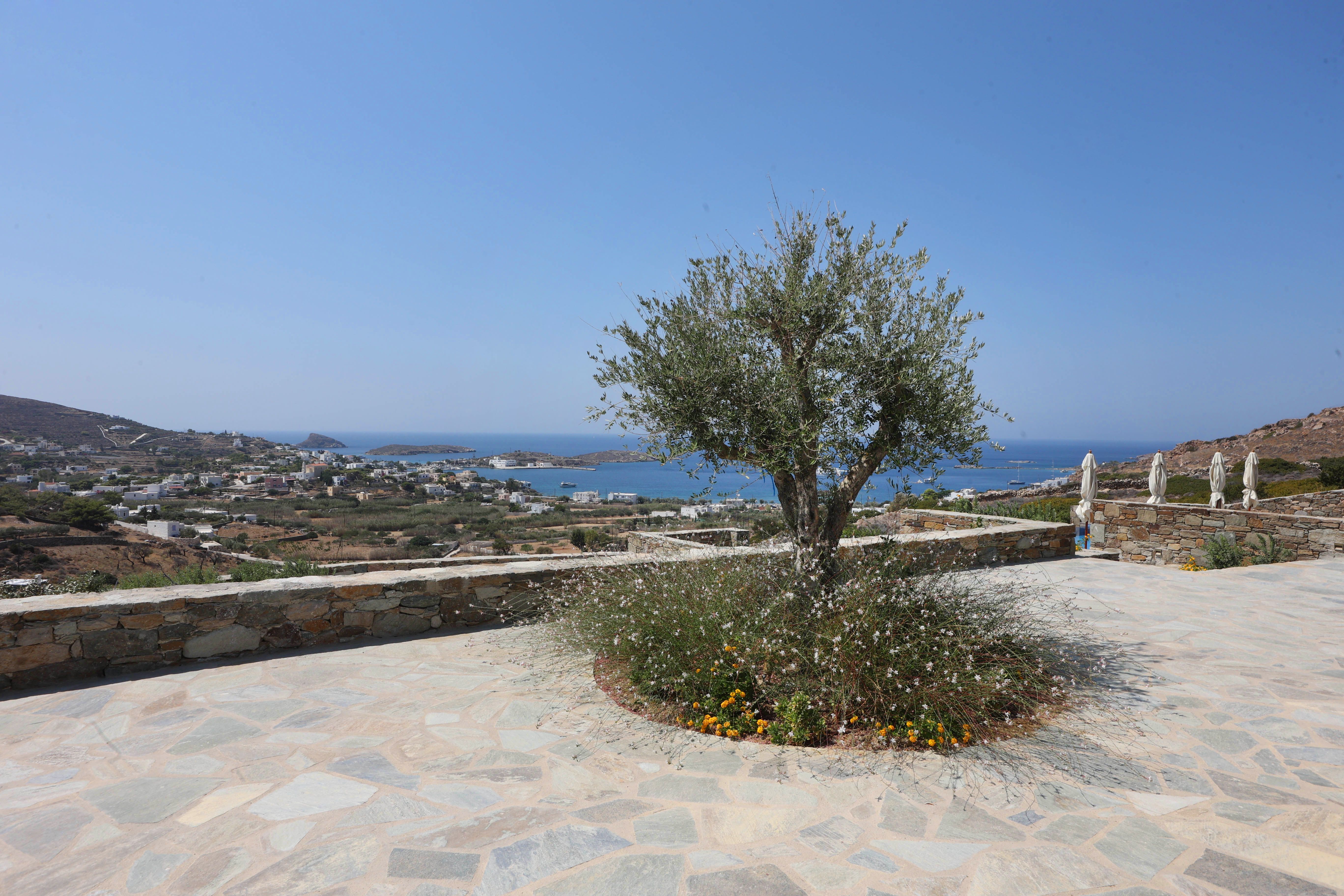 Olive Tree Day